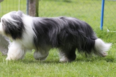 Percy6