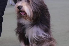 griffin1
