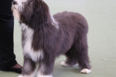 lupo2
