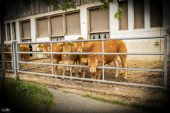 DSC5404-Bearbeitet