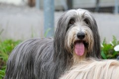 Bearded-Treff-Altdorf-4668