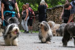 Bearded-Treff-Altdorf-4776