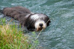 Bearded-Treff-Altdorf-4782
