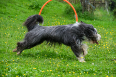 2022_Tag_des_Hundes_DSCF3839