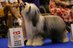 WDS_58_Juniorjpg