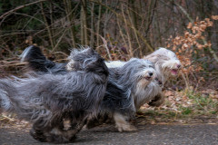 Beardi_Walk_19.02.23_DSCF6064