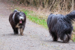 Beardi_Walk_19.02.23_DSCF6146