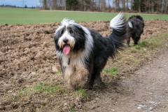 Beardi_Walk_19.02.23_DSCF6226